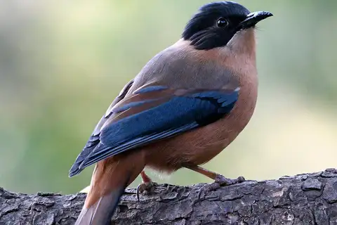 Rufous Sibia