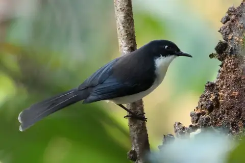 Dark-backed Sibia