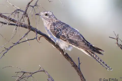 Pallid Cuckoo
