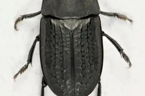 Garden Carrion Beetle