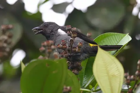 Sulphur-rumped Tanager