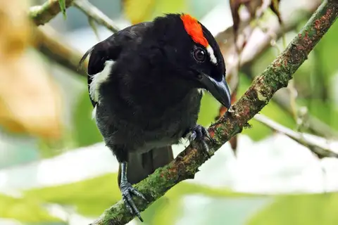 Scarlet-browed Tanager