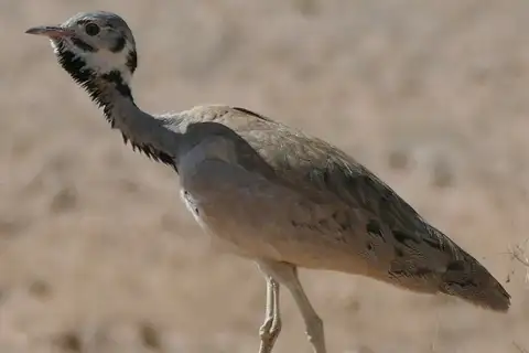 Rüppell's Korhaan