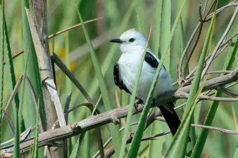 Black-and-white Monjita