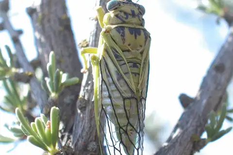 Hewlettia nigriviridis