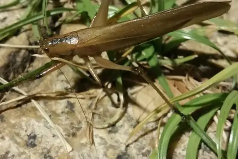 Hexacentrus fuscipes