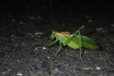 Hexacentrus hareyamai