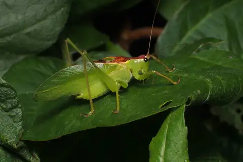 Hexacentrus japonicus