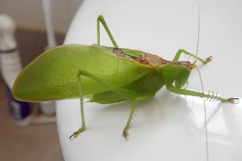 Fierce Predatory Katydid