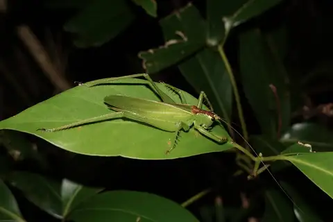 Hexacentrus unicolor