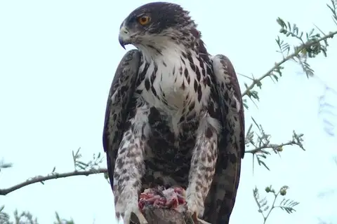 Ayres's Hawk-Eagle