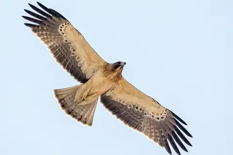 Booted Eagle