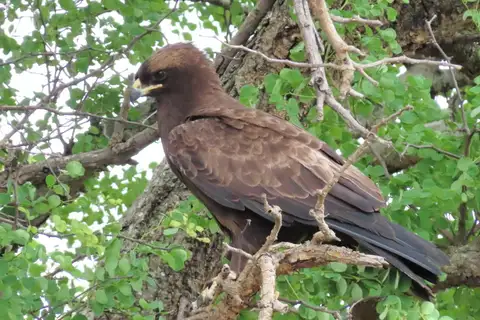 Wahlberg's Eagle