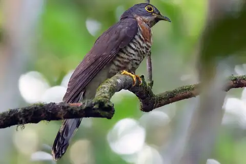 Dark Hawk-Cuckoo