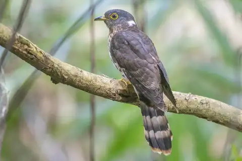 Malaysian Hawk-Cuckoo