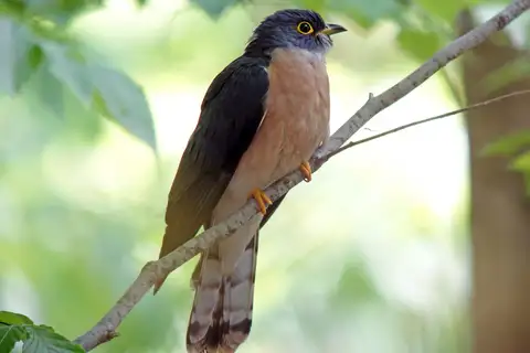 Northern Hawk-Cuckoo