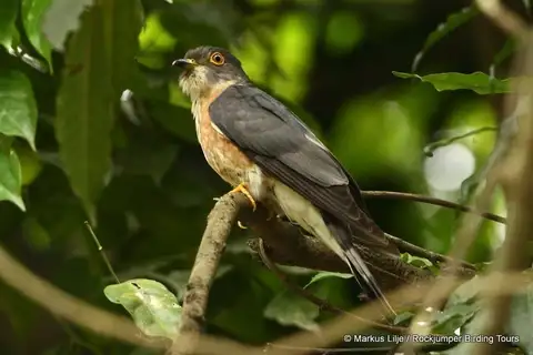 Hodgson's Hawk-Cuckoo