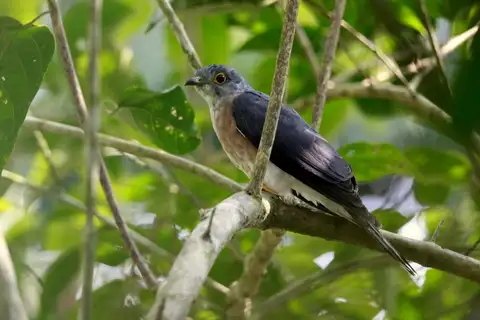 Philippine Hawk-Cuckoo