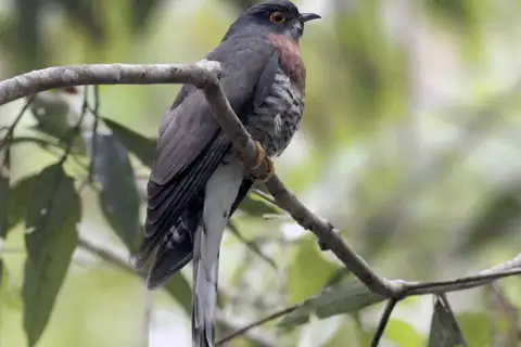 Large Hawk-Cuckoo