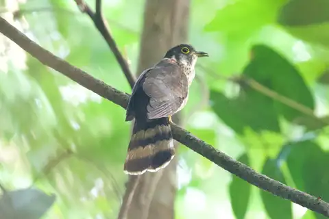 Moustached Hawk-Cuckoo