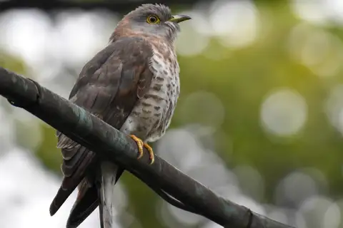 Common Hawk-Cuckoo