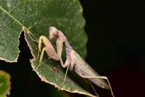 Transcaucasian Giant Mantis