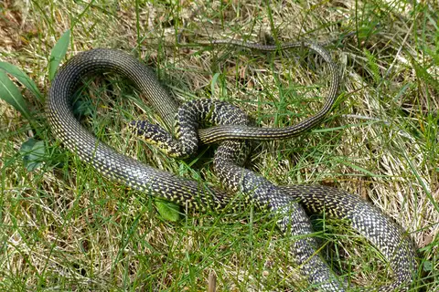 Green Whip Snake