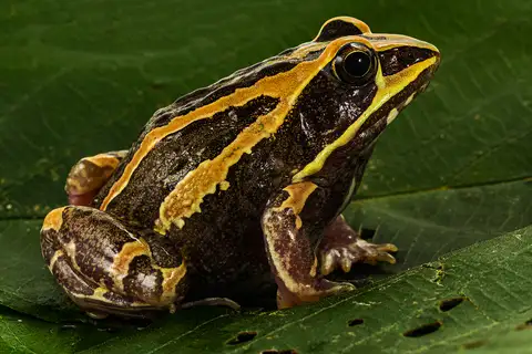 Ornate frog