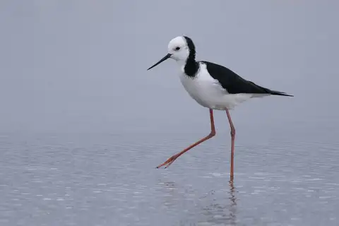 Pied Stilt