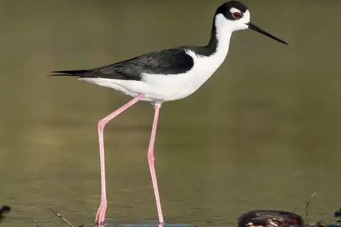 Black-necked Stilt