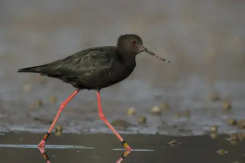 Black Stilt