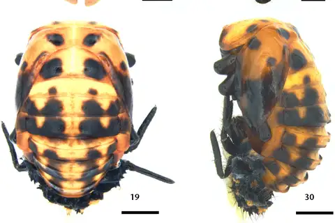 Convergent Lady Beetle