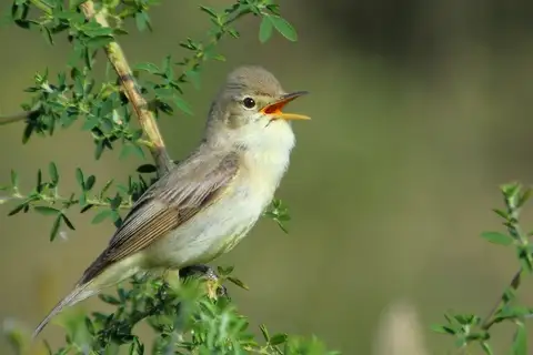 Melodious Warbler