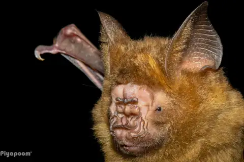 Great Roundleaf Bat