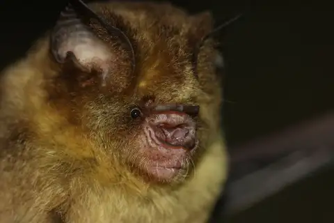 Fawn Roundleaf Bat
