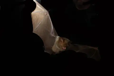 Diadem Roundleaf Bat