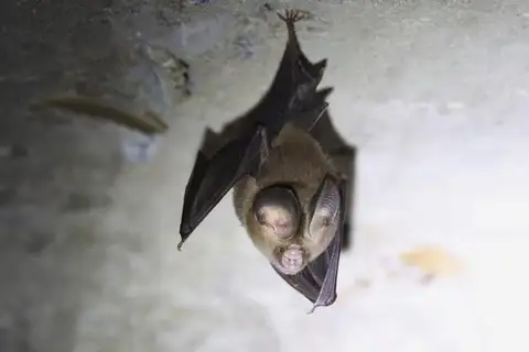 Exotic Roundleaf Bat