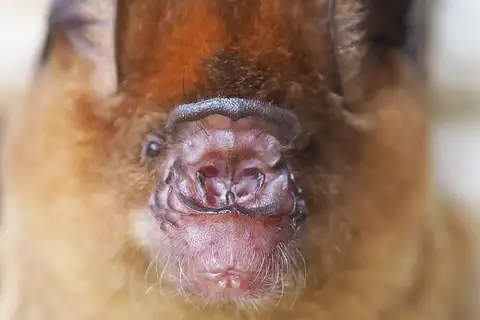 intermediate roundleaf bat