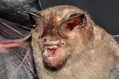 Schneider's roundleaf bat
