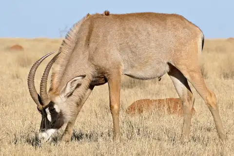 Roan Antelope