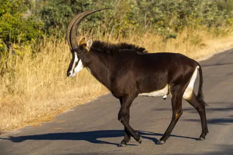 Sable Antelope