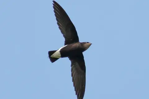 Silver-backed Needletail