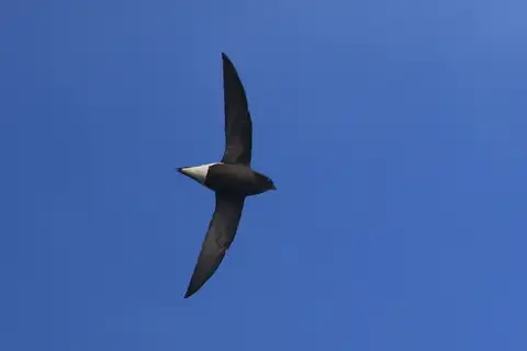 Brown-backed Needletail