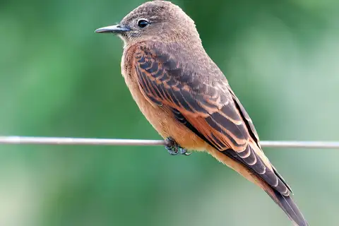 Cliff Flycatcher