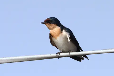 Ethiopian Swallow