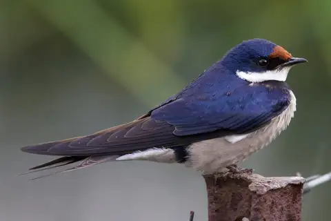 White-throated Swallow