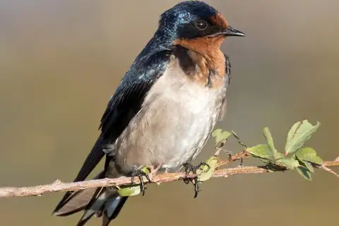 Angola Swallow