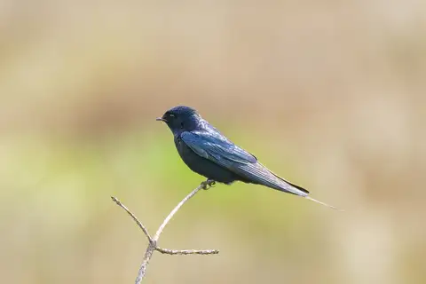 Blue Swallow