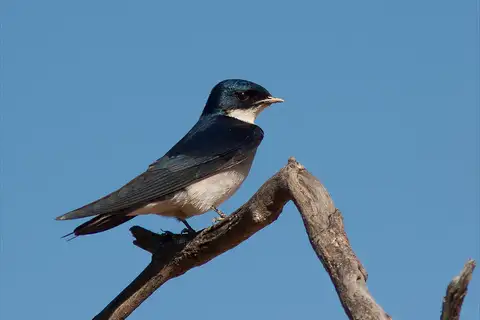 Pearl-breasted Swallow