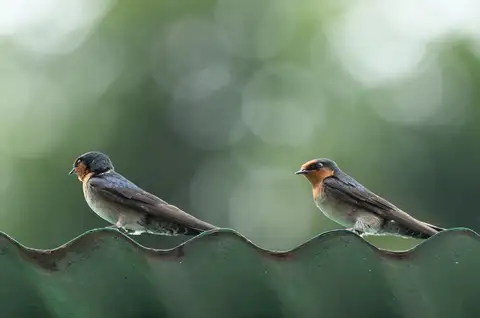 Hill Swallow